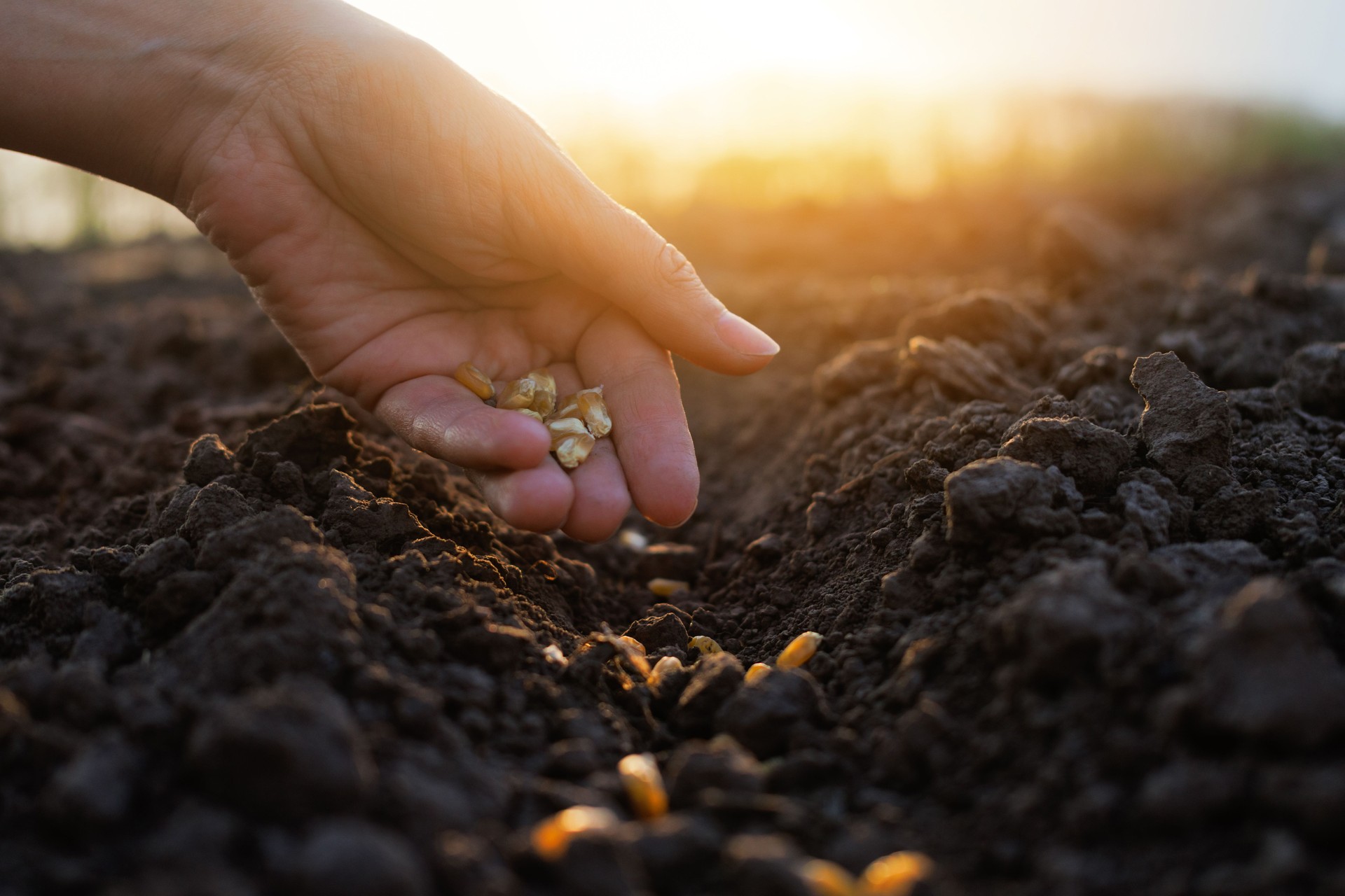 A hand is scattering seeds into rich, dark soil at sunset, with the warm light illuminating the planting activity in the field